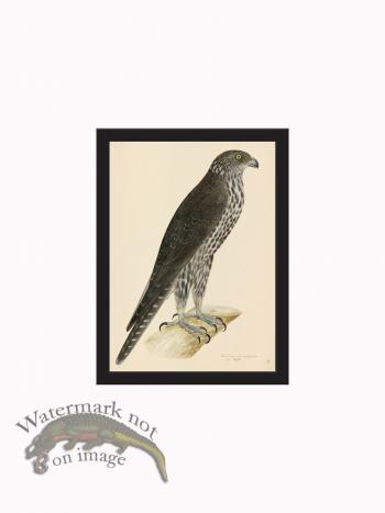 Rudbeck CFA_BF 13 GYR FALCON